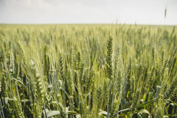 Campo di grano maturo — Foto Stock