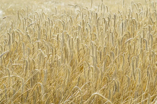 Olgun buğday alanı — Stok fotoğraf