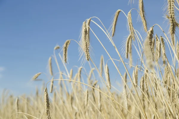 Campo di grano maturo — Foto Stock