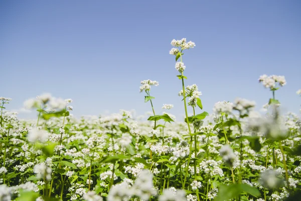 Campo de trigo sarraceno con flores Imagen De Stock