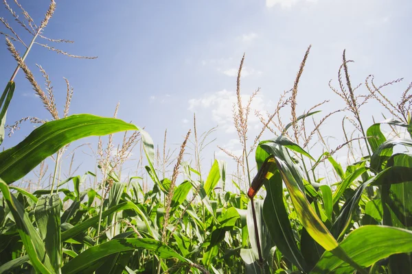 Campo di mais verde — Foto Stock