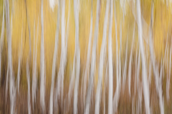 Background abstract photo of the forest