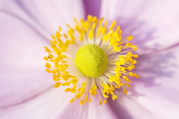Anemon çiçeği Pembe çiçek sarı stamens Eylül cazibe ile