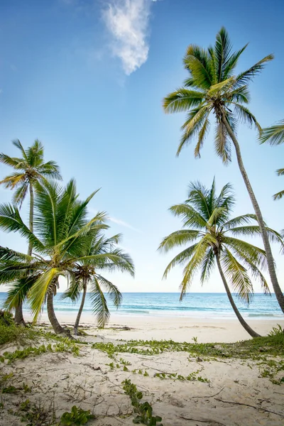 Idyllic Caribbean coastline — Stock Photo, Image