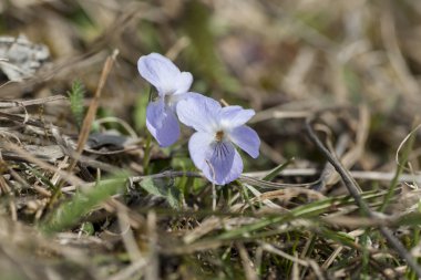 Bahar Telekia speciosa