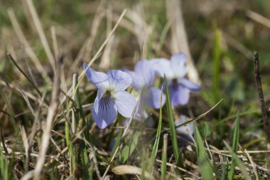 Bahar Telekia speciosa