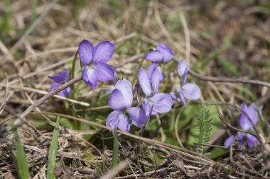 Bahar Telekia speciosa