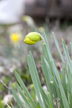 Bahar Telekia speciosa