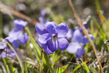 Bahar Telekia speciosa