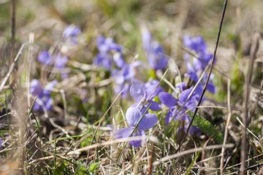 Bahar Telekia speciosa