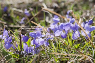 Bahar Telekia speciosa