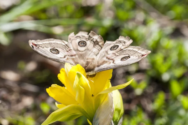 Buterfly under våren — Stockfoto