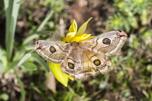 Tavaszi buterfly — Stock Fotó