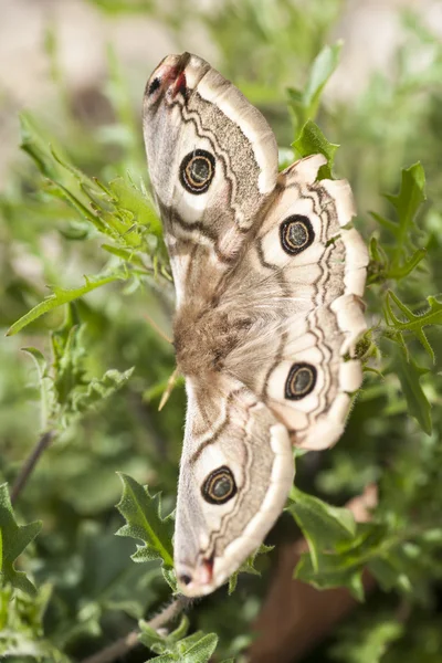 Buterfly under våren — Stockfoto