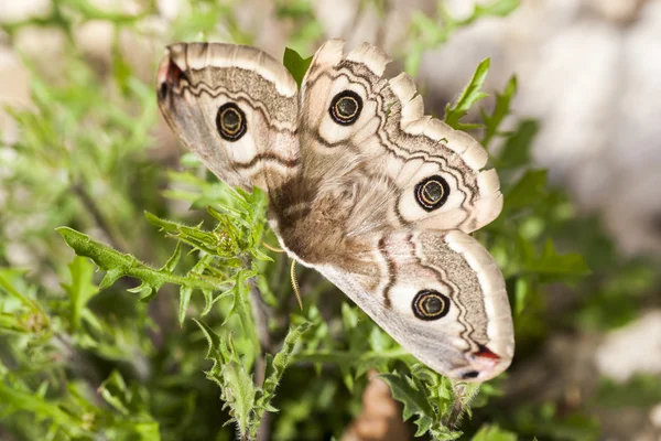 Buterfly 봄 — 스톡 사진