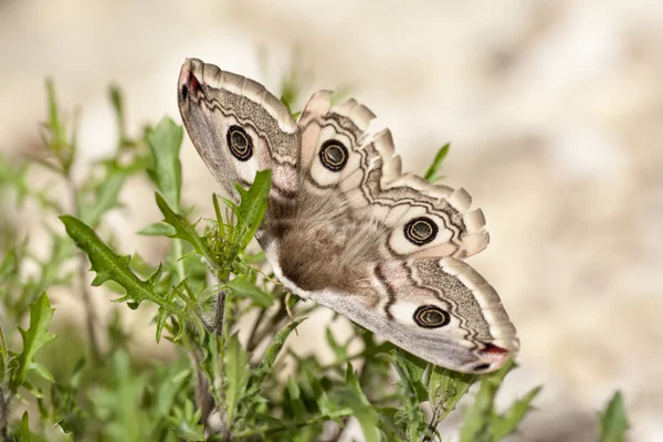 Buterfly 봄 — 스톡 사진