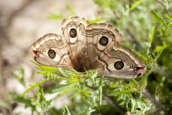 Buterfly under våren — Stockfoto