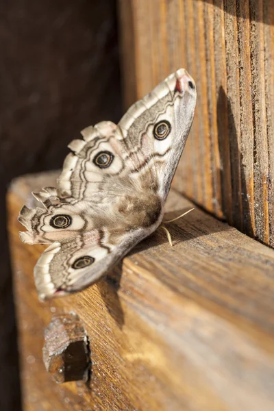 Tavaszi buterfly — Stock Fotó