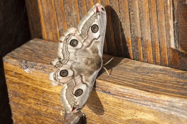 Schmetterling im Frühling — Stockfoto