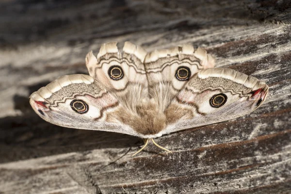 Schmetterling im Frühling — Stockfoto