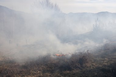 Kuru orman yangını