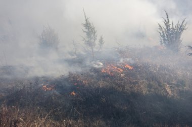 Kuru orman yangını