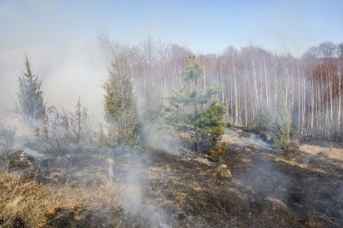 Orman yangın dünya