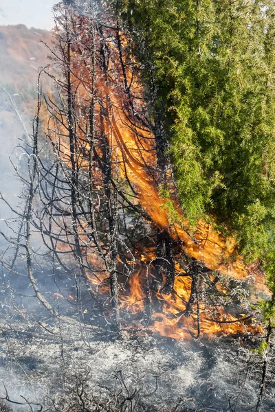 Incendio boschivo secco — Foto Stock