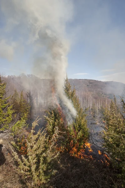 Incendio forestal seco — Foto de Stock
