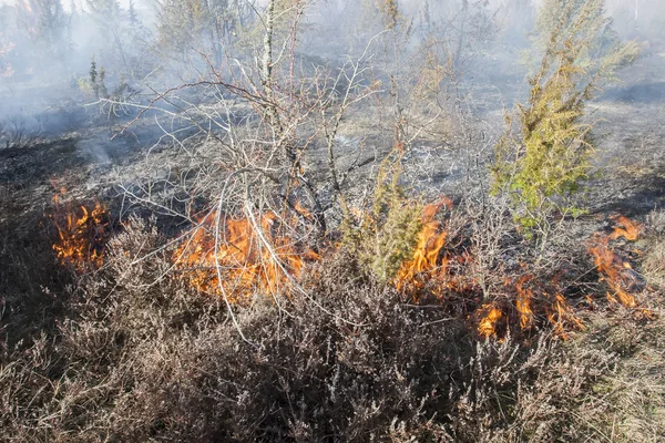 Incendio forestal seco — Foto de Stock