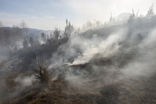 Droge bosbrand — Stockfoto