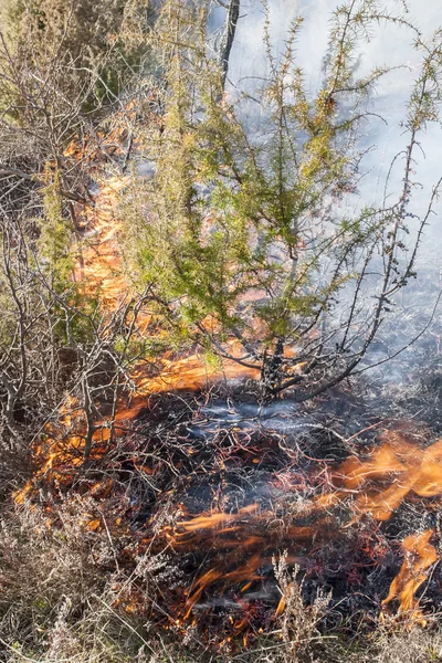 Incendio boschivo secco — Foto Stock