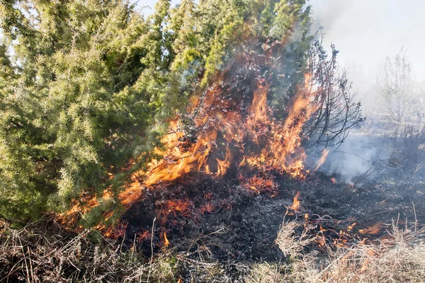 Kuru orman yangını — Stok fotoğraf