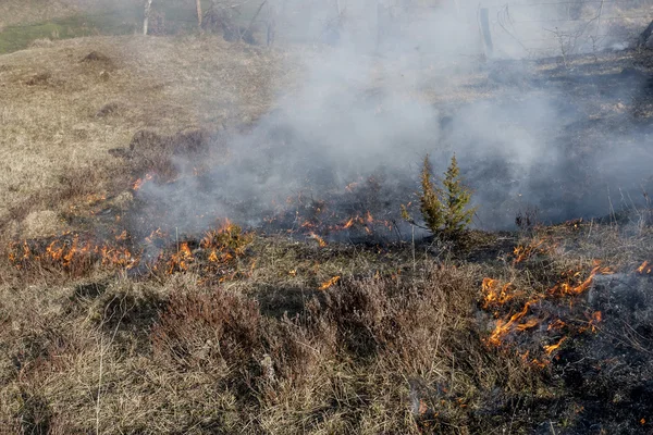 Incendio boschivo secco — Foto Stock