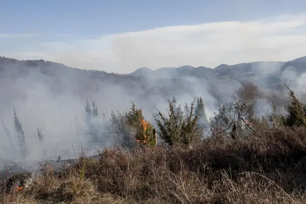 Incendio forestal seco — Foto de Stock