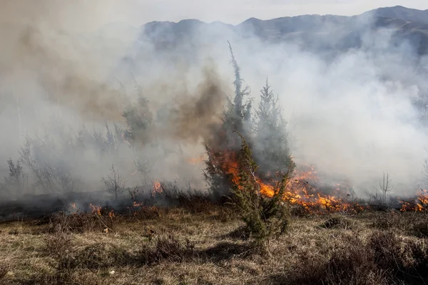 Torra skogsbrand — Stockfoto