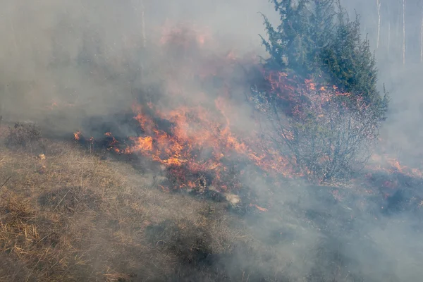 Torra skogsbrand — Stockfoto