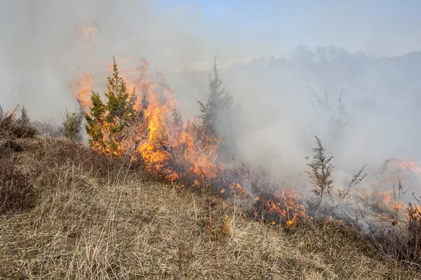 Пожар в сухом лесу — стоковое фото