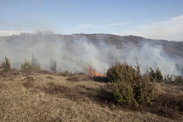 Incendio boschivo secco — Foto Stock