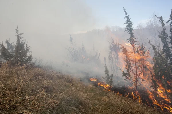 Лесной пожар в сухом — стоковое фото