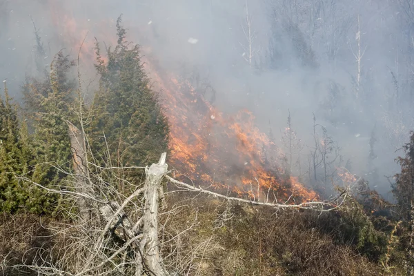 Skogsbrand i torr — Stockfoto