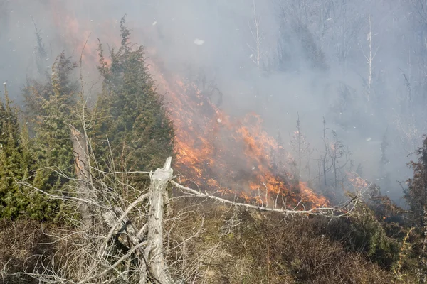 Waldbrand im Trockenen — Stockfoto