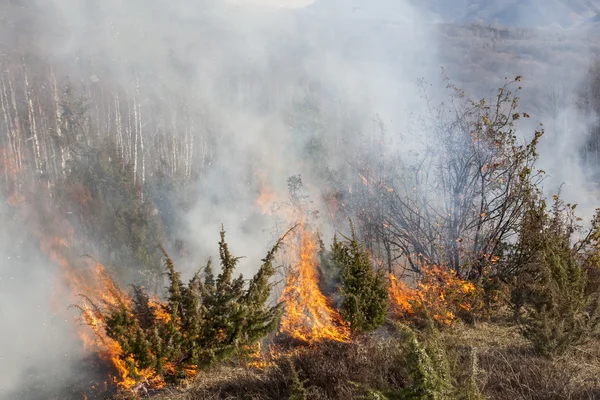 Waldbrand im Trockenen — Stockfoto