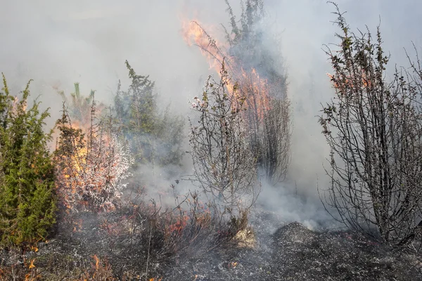 Incendio forestal en seco — Foto de Stock