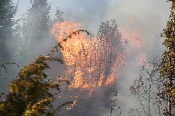 Waldbrand im Trockenen — Stockfoto