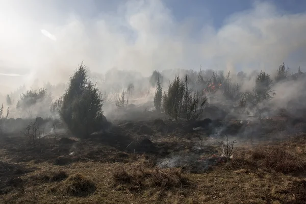 Skogsbrand i torr — Stockfoto