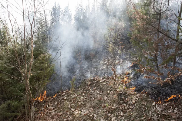 Skogsbrand i torr — Stockfoto