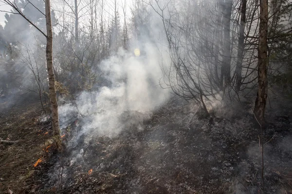 Waldbrand im Trockenen — Stockfoto