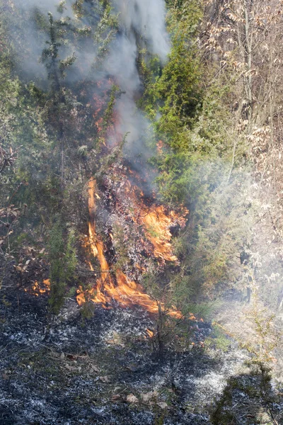 Waldbrand im Trockenen — Stockfoto
