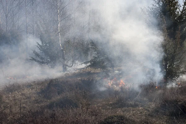 Мир лесного пожара — стоковое фото